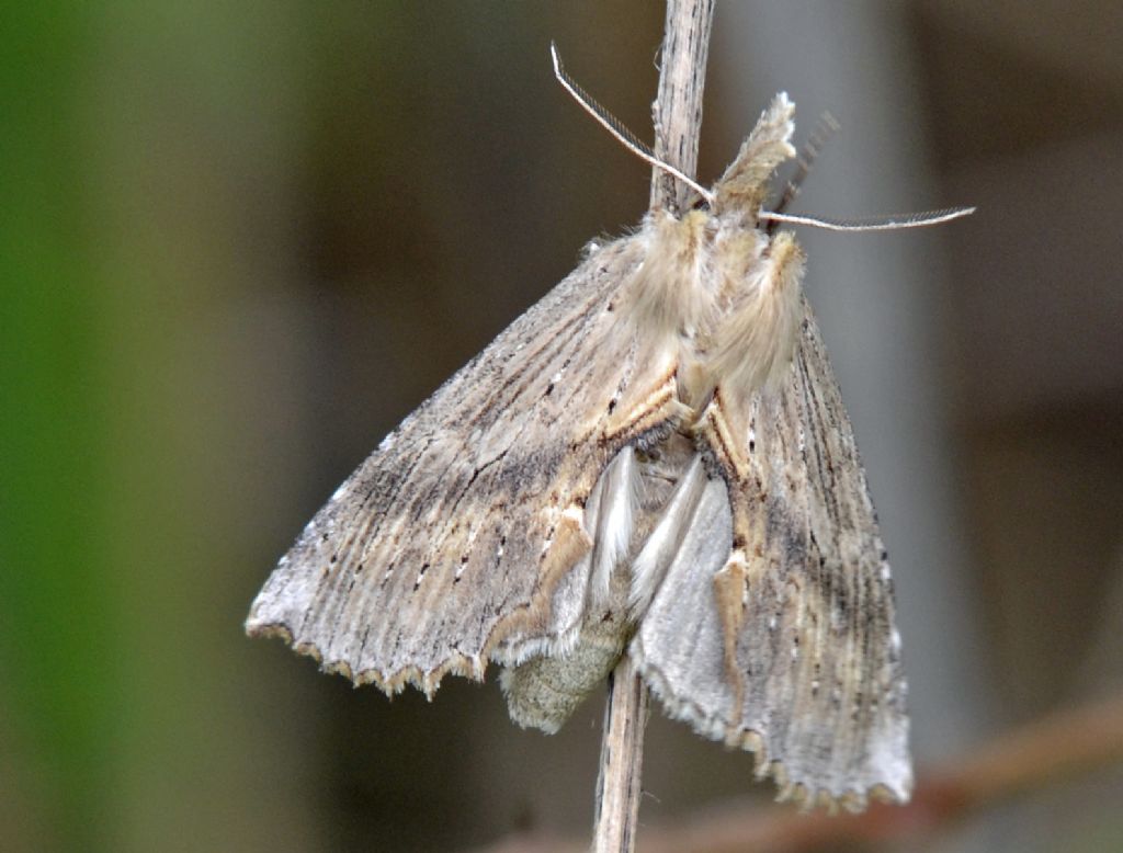 Falena id. - Pterostoma palpina